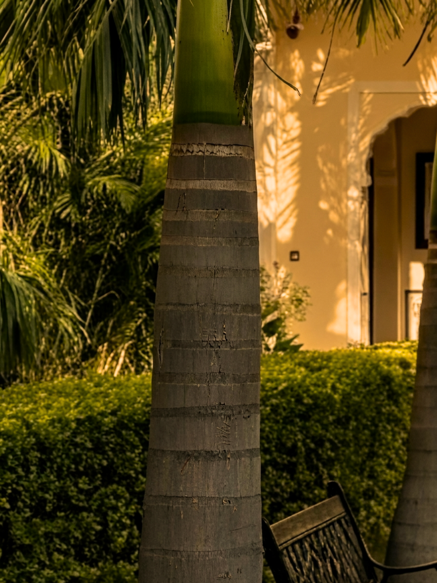 Royal Palm image 3