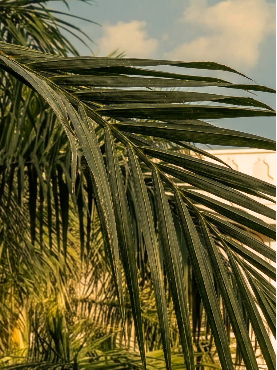 Royal Palm image 4