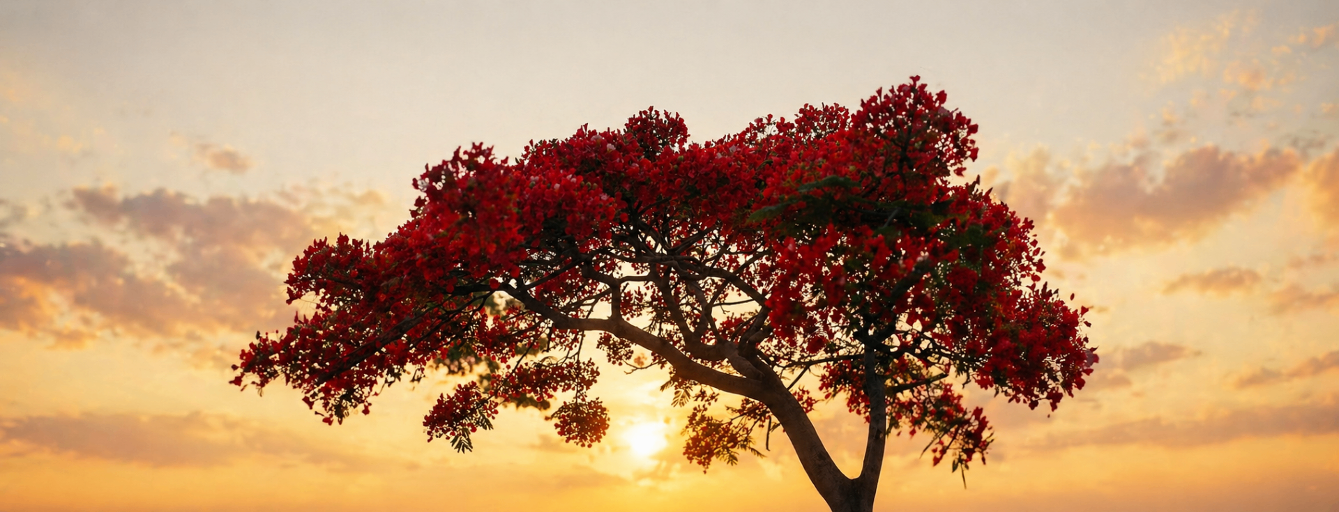 Flame Tree — Delonix regia